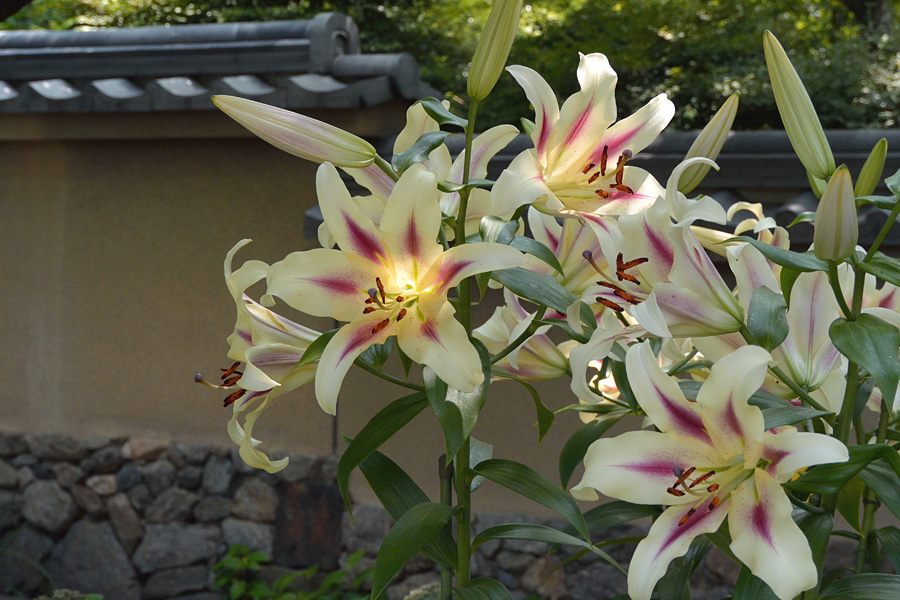 14.06.13：筥崎宮あじさい苑と花庭園で花散歩６－完_c0007190_1728925.jpg