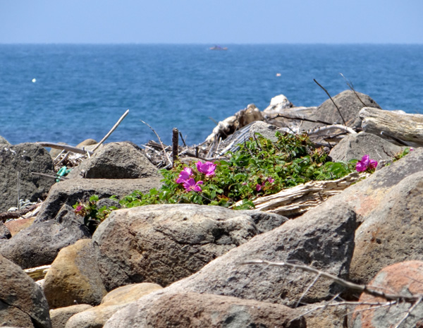 夏泊半島・大島の懐かしい花々♪_a0136293_15514845.jpg