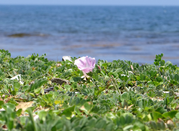 夏泊半島・大島の懐かしい花々♪_a0136293_15522376.jpg