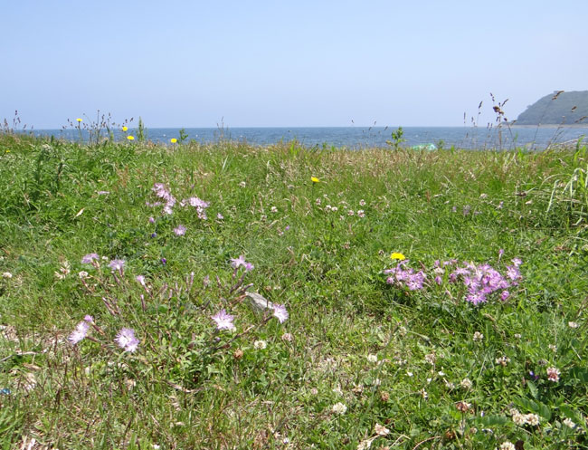 夏泊半島・大島の懐かしい花々♪_a0136293_1614012.jpg