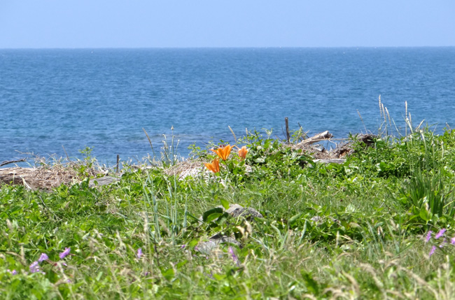 夏泊半島・大島の懐かしい花々♪_a0136293_1642924.jpg