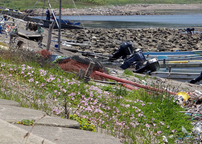 夏泊半島・大島の懐かしい花々♪_a0136293_1643751.jpg