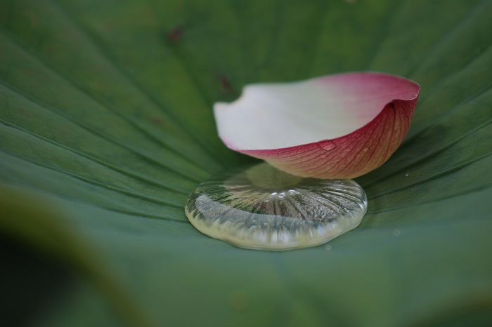 古代の森ハス園　20140622_f0200594_82573.jpg