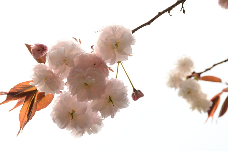 一心寺　桜_d0157098_21593490.jpg