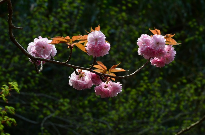 一心寺　桜_d0157098_220725.jpg