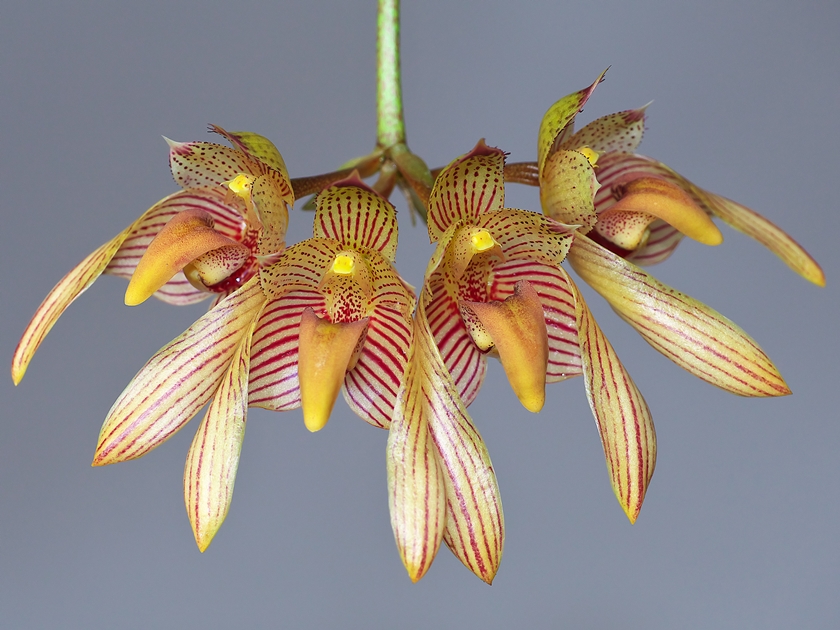 素敵な Bulbophyllum bicolor 洋らん栽培 花咲か父さん : その他観葉植物
