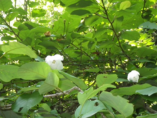 f0187402_1851828.jpg