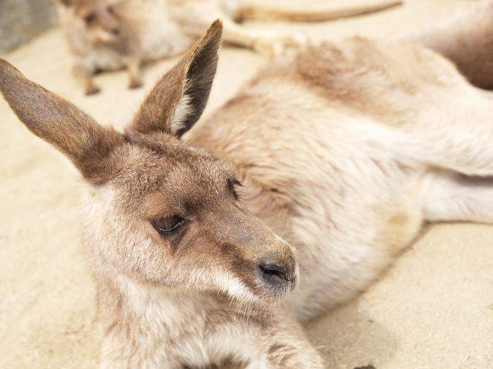 ひびき動物ワールドのカンガルー達_a0164204_17010353.jpg