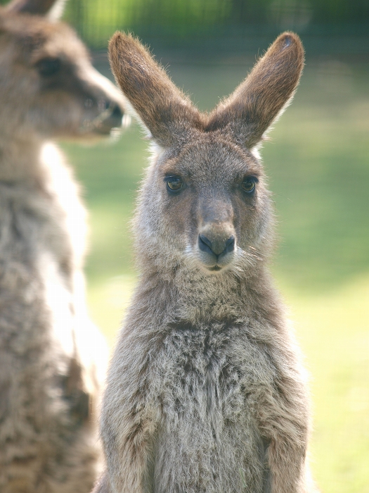 ひびき動物ワールドのカンガルー達_a0164204_17090117.jpg