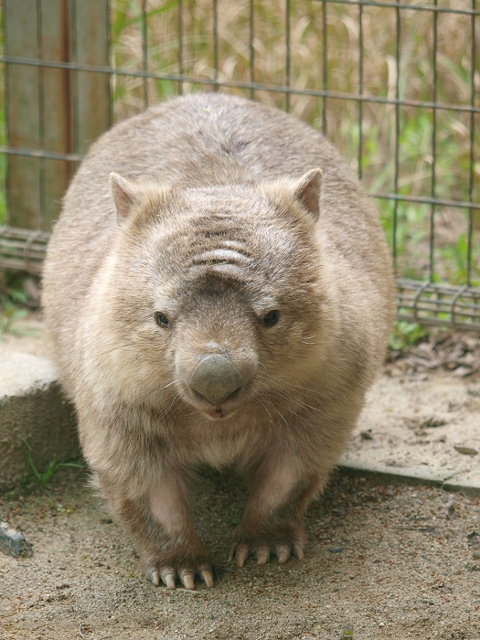 ひびき動物ワールドのカンガルー達_a0164204_17165317.jpg