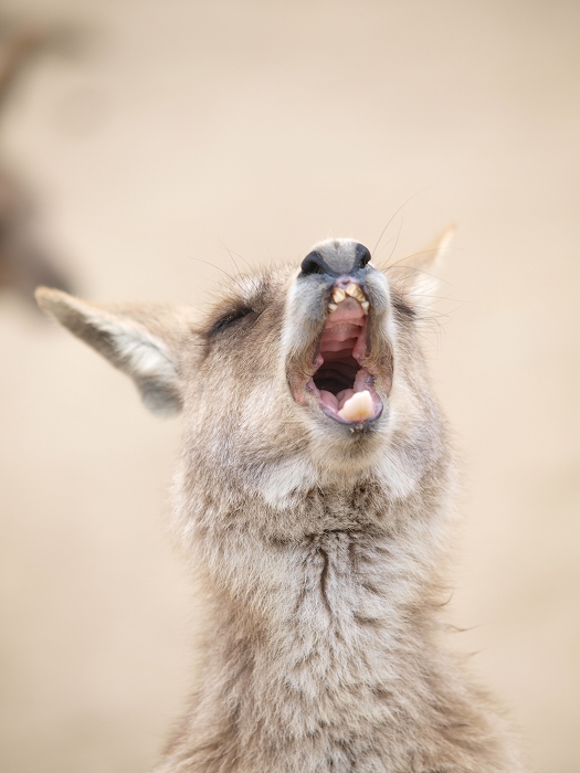 ひびき動物ワールドのカンガルー達_a0164204_17240952.jpg