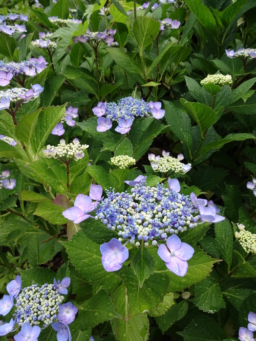 c0279611_2173049.jpg