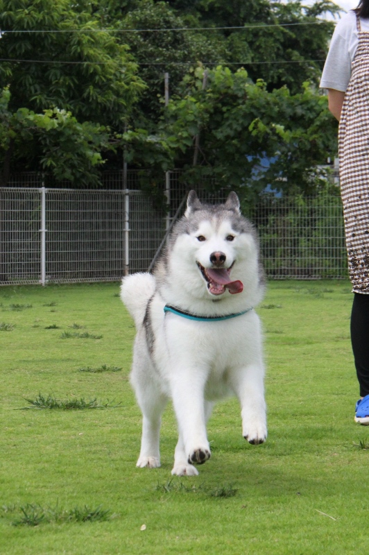 梅雨の晴れ間にFetch‼でランランラン_b0207615_22580853.jpg