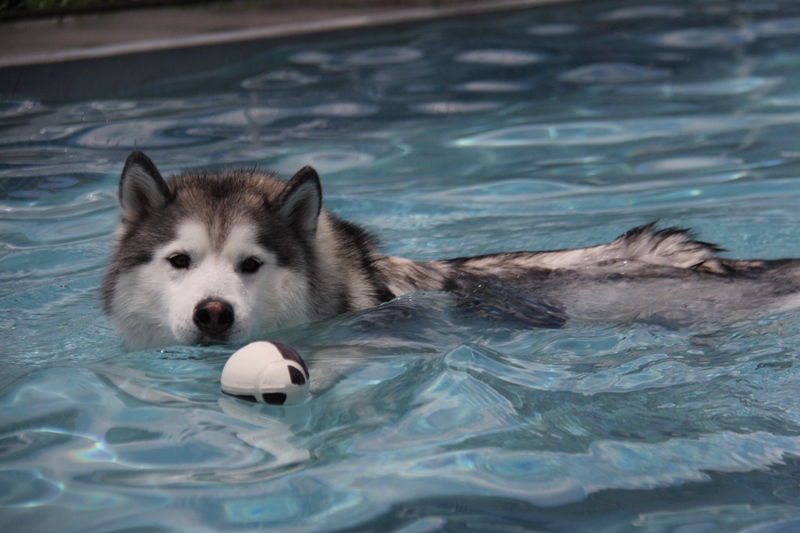 梅雨の晴れ間にFetch‼でランランラン_b0207615_22590208.jpg