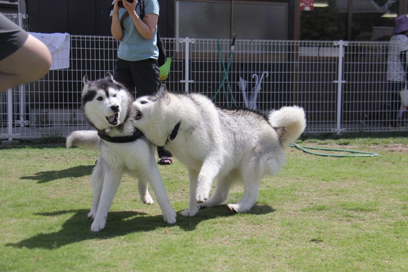 梅雨の晴れ間にFetch‼でランランラン_b0207615_23003203.jpg