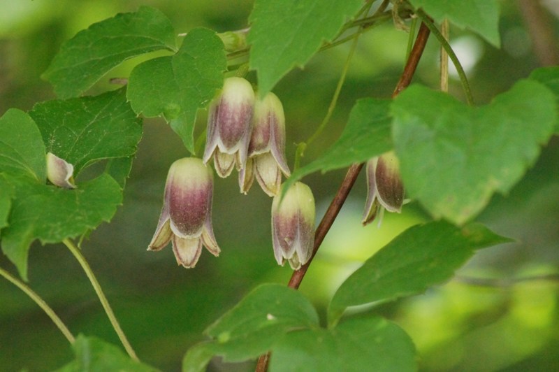 c0042418_814257.jpg