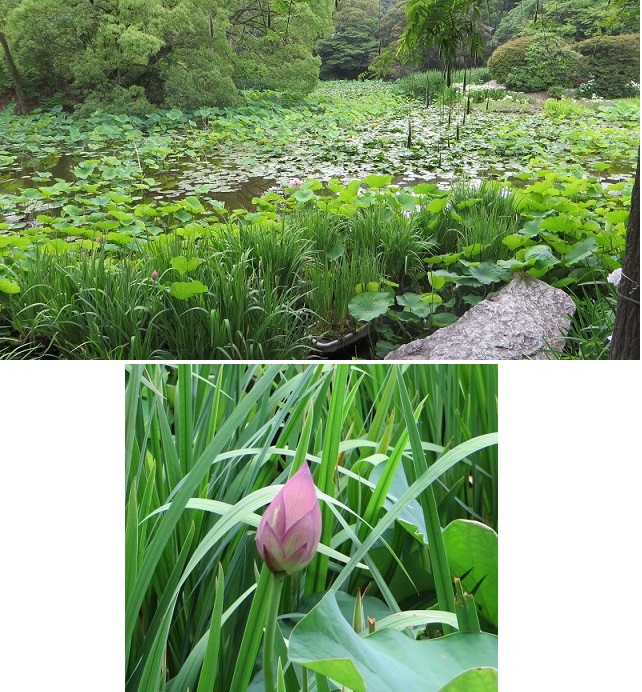 三室戸寺から平等院、勧修寺へ！_c0280322_20203178.jpg