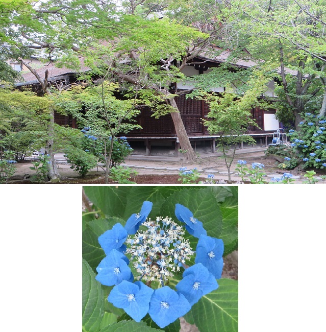 三室戸寺から平等院、勧修寺へ！_c0280322_20212365.jpg