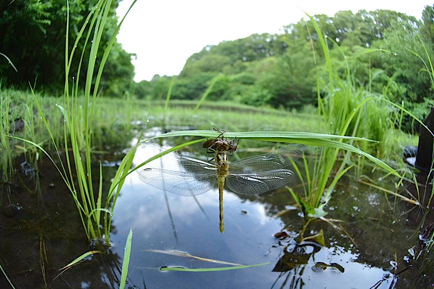 マユタテアカネの羽化、ほか（2014年6月29日） _d0303129_214485.jpg