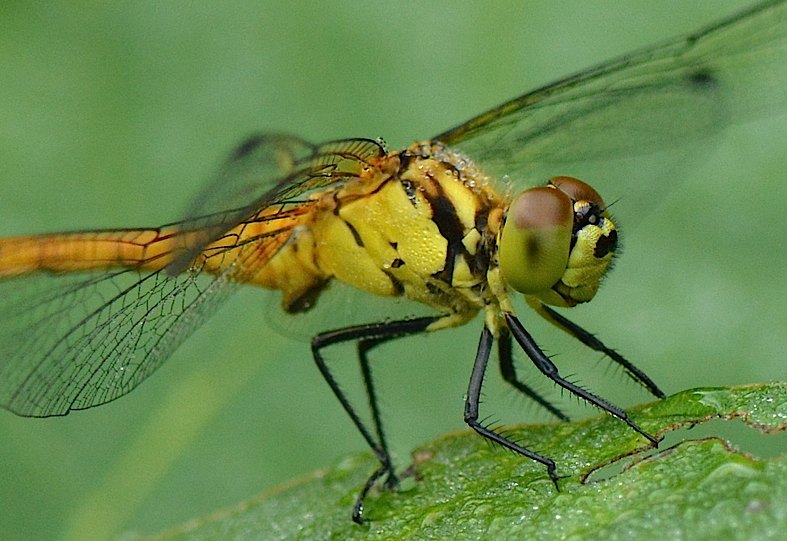 マユタテアカネの羽化、ほか（2014年6月29日） _d0303129_215536.jpg