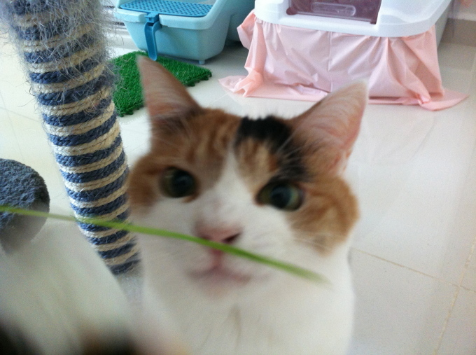 猫草_f0327233_21180653.jpg