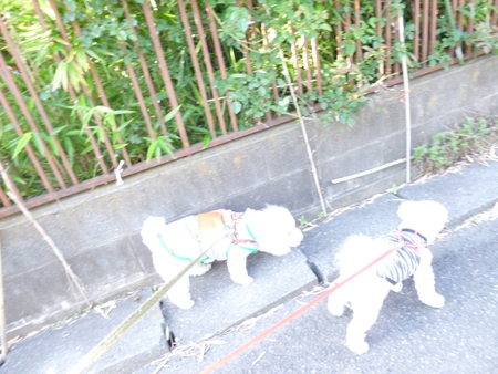 雨・・そして連日の電車の遅れ_e0191034_12504353.jpg