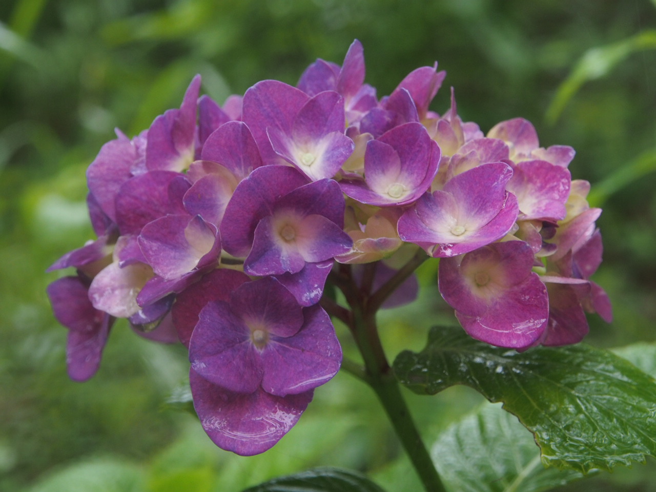 雨の日の散策は紫陽花と_f0353034_22365235.jpg