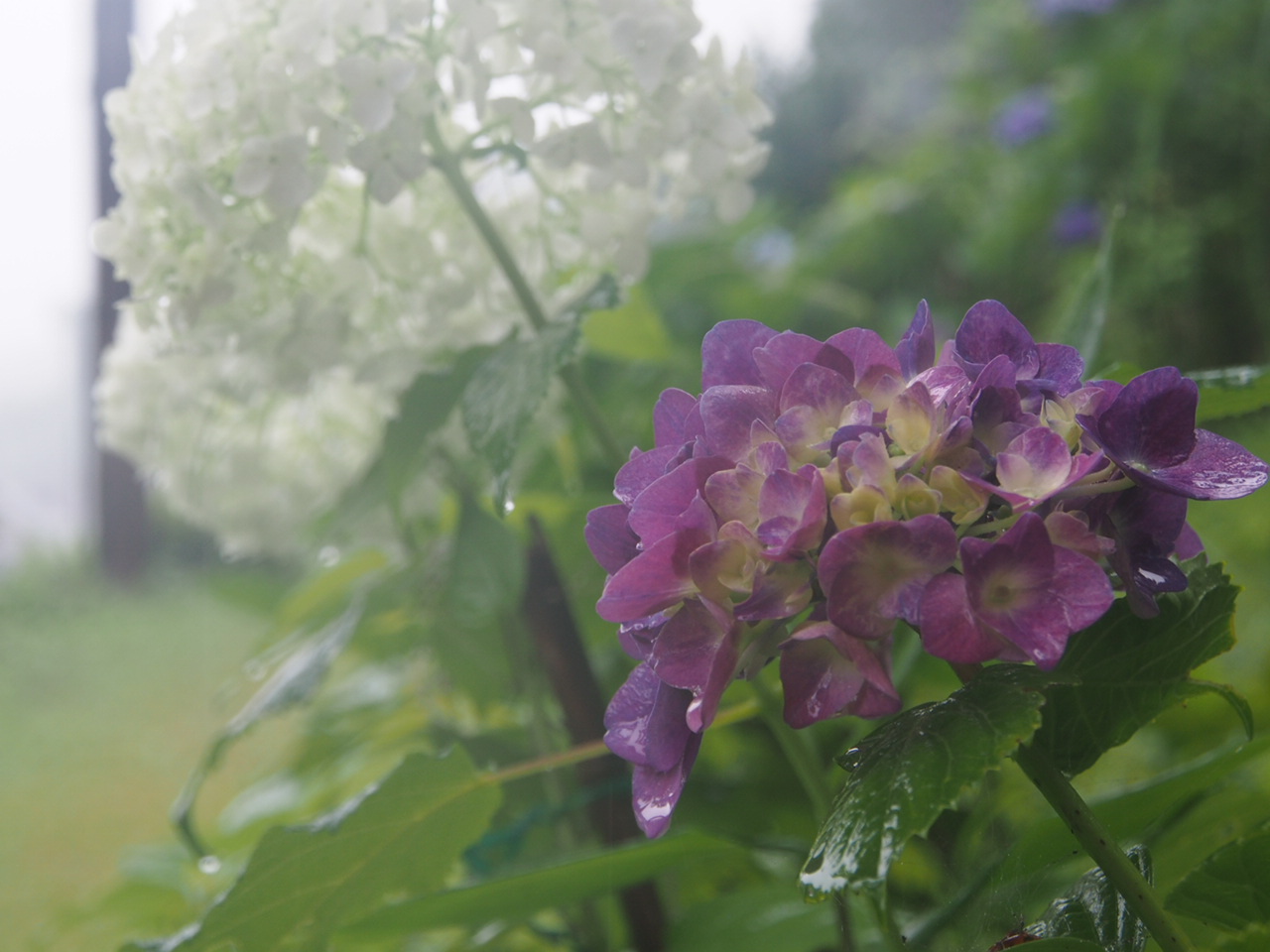 雨の日の散策は紫陽花と_f0353034_22371567.jpg