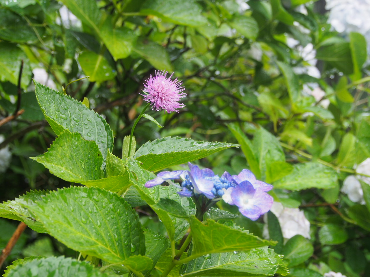 雨の日の散策は紫陽花と_f0353034_22373961.jpg