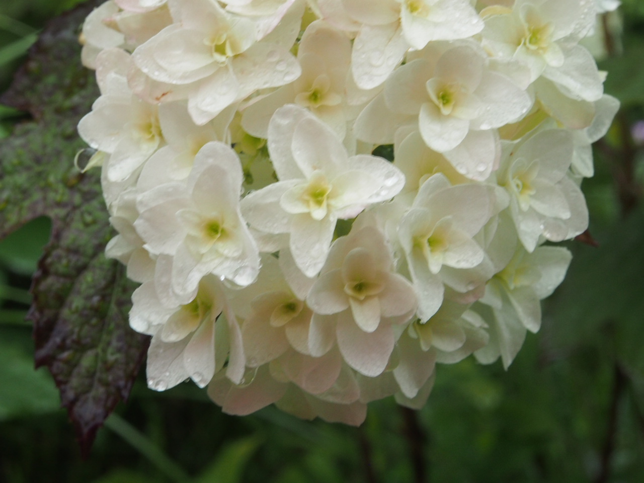 雨の日の散策は紫陽花と_f0353034_22430421.jpg