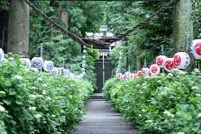 鹿沼 磯山神社のあじさい祭り2014_e0227942_23031911.jpg