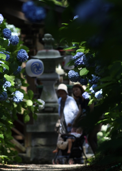 鹿沼 磯山神社のあじさい祭り2014_e0227942_23091546.jpg