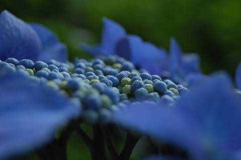 紫陽花まつり　護摩堂山_b0189948_1738926.jpg