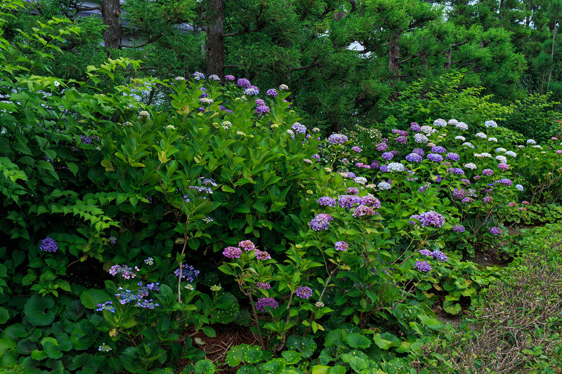 沙羅の花を愛でる会(妙心寺塔頭・東林院)_f0155048_18502491.jpg