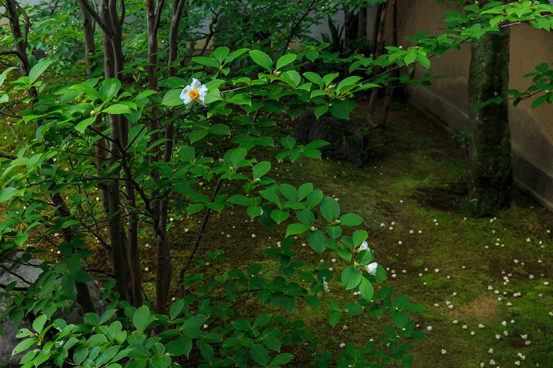 沙羅の花を愛でる会(妙心寺塔頭・東林院)_f0155048_1851053.jpg