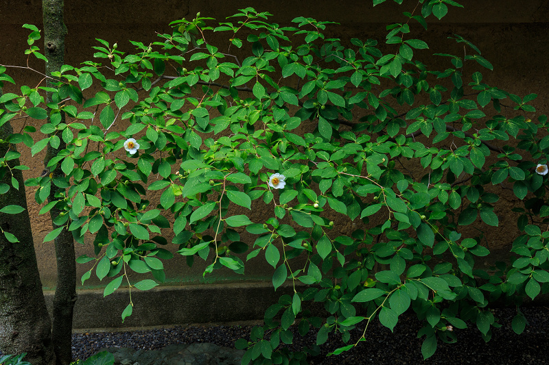 沙羅の花を愛でる会(妙心寺塔頭・東林院)_f0155048_18512826.jpg