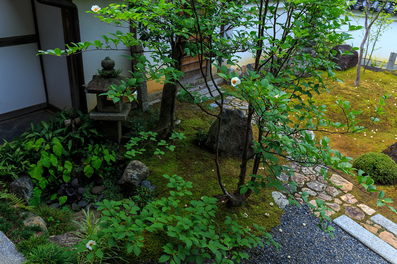 沙羅の花を愛でる会(妙心寺塔頭・東林院)_f0155048_18514452.jpg