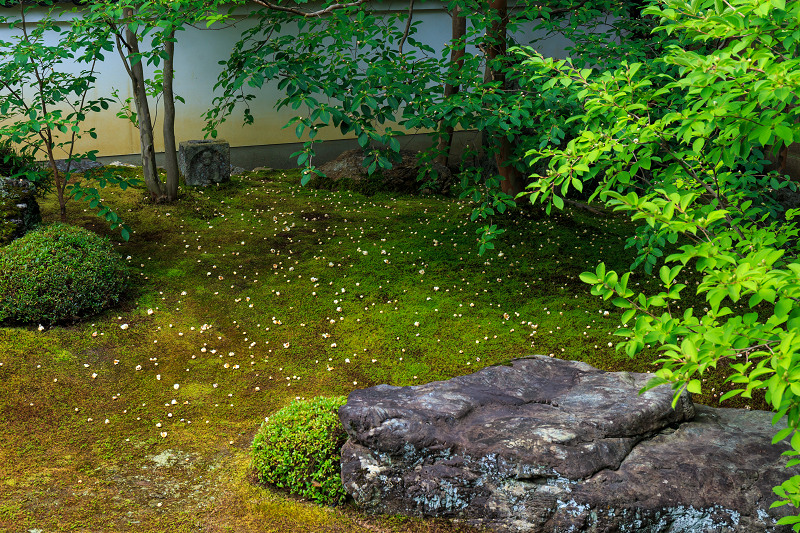 沙羅の花を愛でる会(妙心寺塔頭・東林院)_f0155048_18515449.jpg