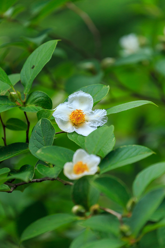 沙羅の花を愛でる会(妙心寺塔頭・東林院)_f0155048_18523350.jpg