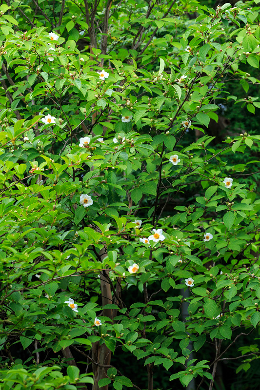 沙羅の花を愛でる会(妙心寺塔頭・東林院)_f0155048_18523641.jpg