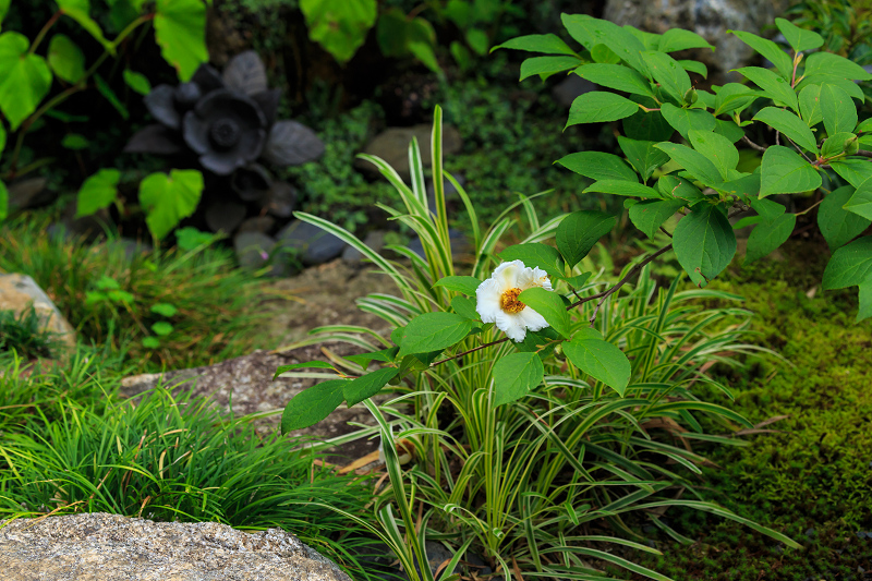 沙羅の花を愛でる会(妙心寺塔頭・東林院)_f0155048_18524396.jpg