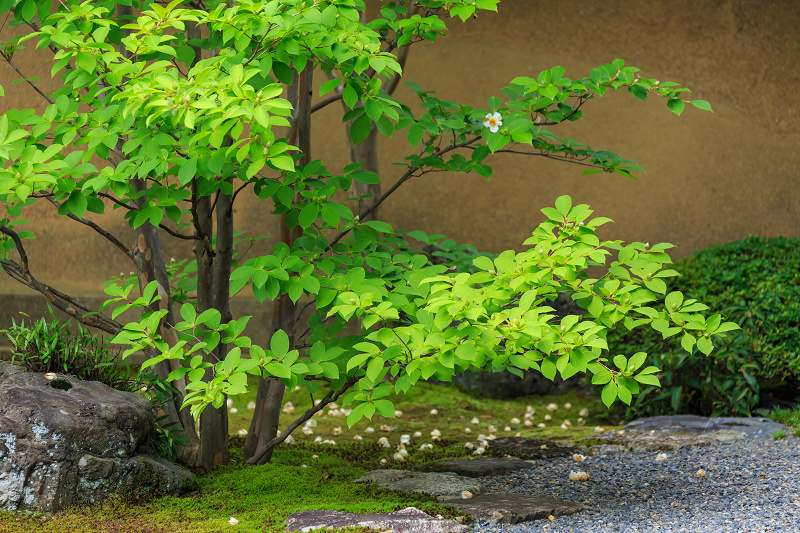 沙羅の花を愛でる会(妙心寺塔頭・東林院)_f0155048_1853925.jpg