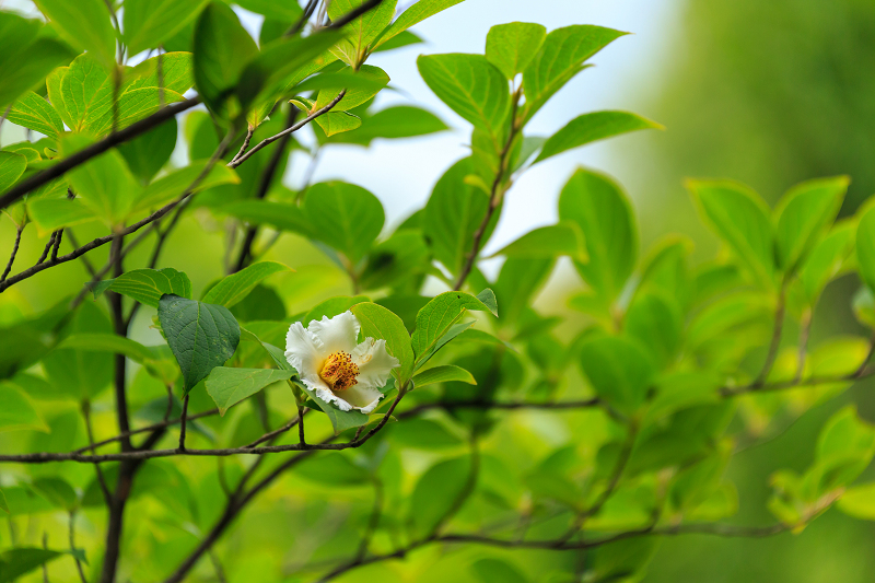 沙羅の花を愛でる会(妙心寺塔頭・東林院)_f0155048_18552591.jpg