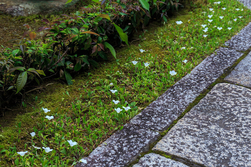 沙羅の花を愛でる会(妙心寺塔頭・東林院)_f0155048_1856195.jpg