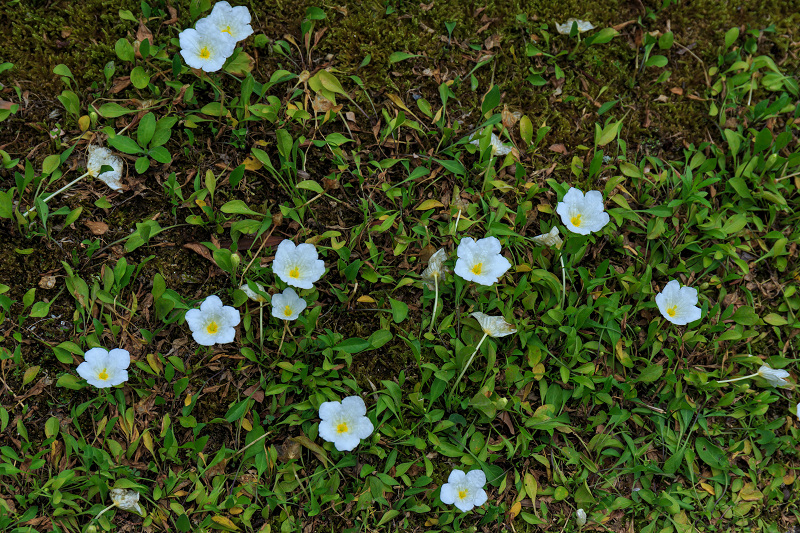 沙羅の花を愛でる会(妙心寺塔頭・東林院)_f0155048_18563084.jpg