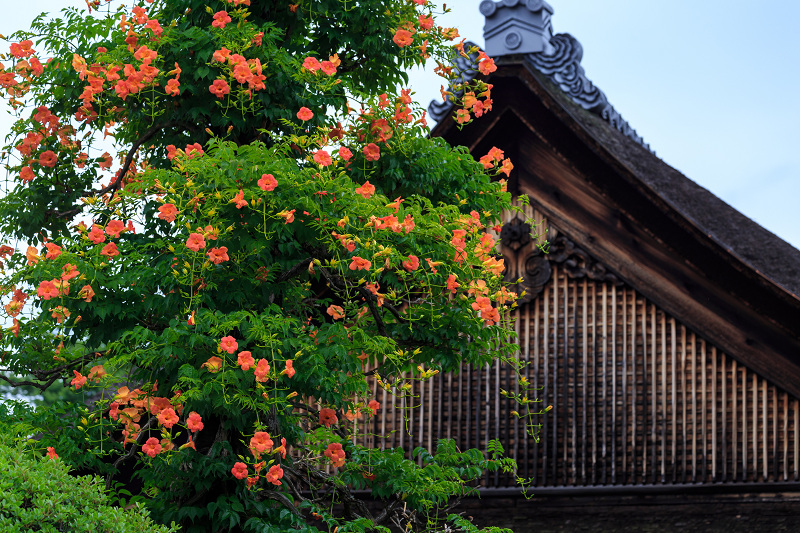 沙羅の花を愛でる会(妙心寺塔頭・東林院)_f0155048_18563634.jpg