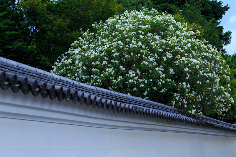 沙羅の花を愛でる会(妙心寺塔頭・東林院)_f0155048_1857840.jpg