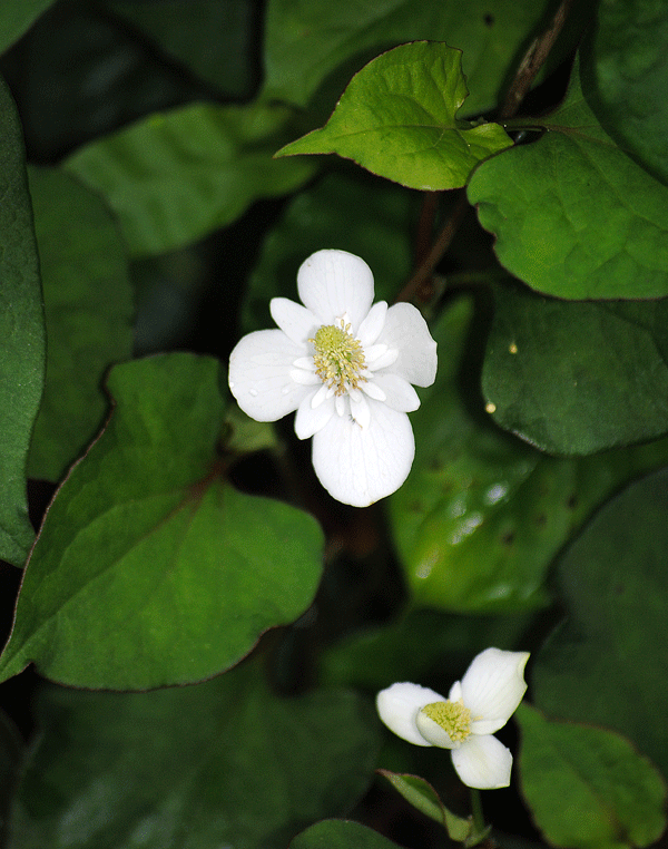 a0001354_23112227.gif