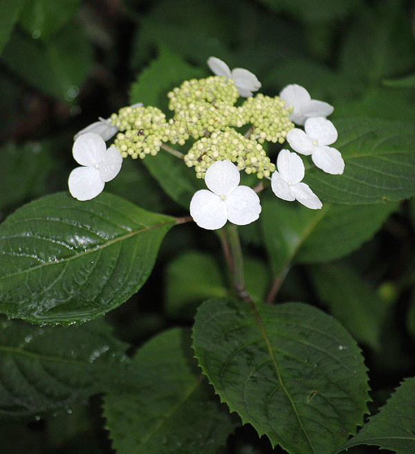 a0001354_23123427.gif