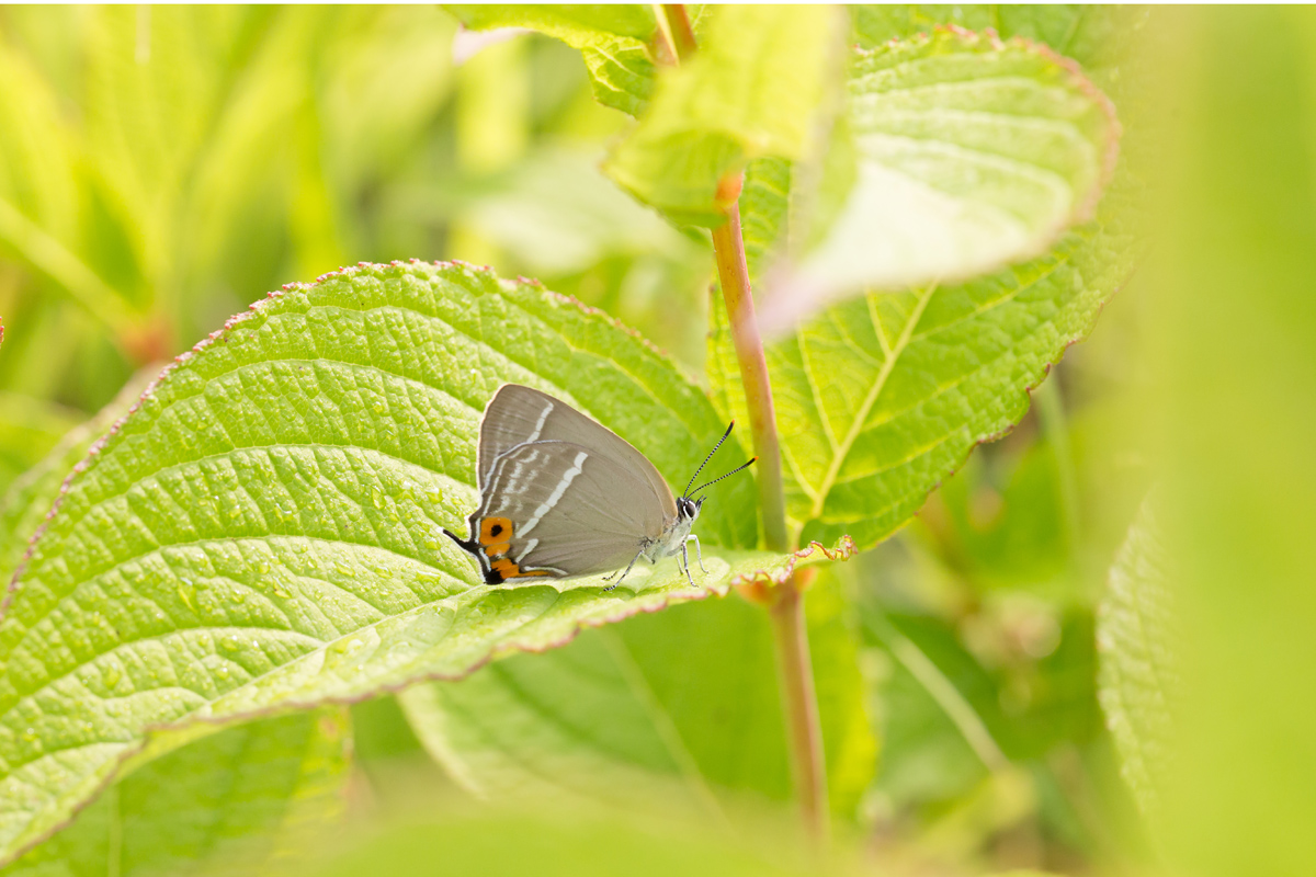 アイノミドリシジミ、ハヤシミドリシジミ、カラスシジミ 他